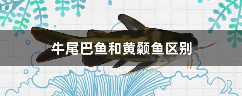 牛尾巴魚和黃顙魚區(qū)別