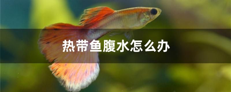 熱帶魚腹水怎么辦