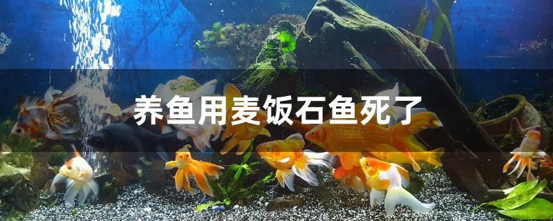 養(yǎng)魚(yú)用麥飯石魚(yú)死了