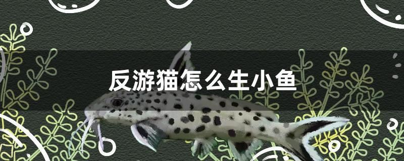 反游貓怎么生小魚