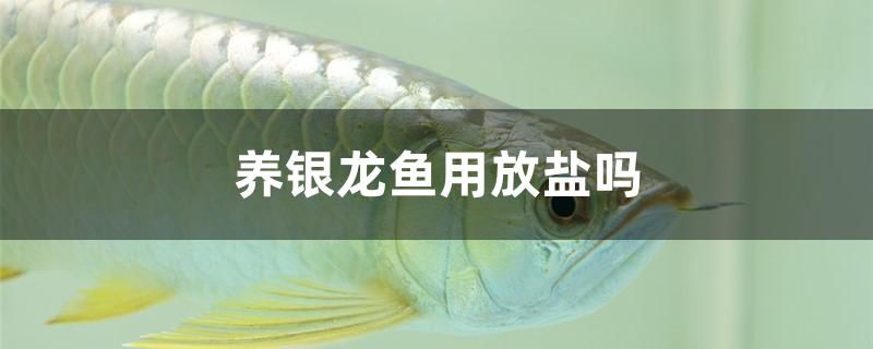 養(yǎng)銀龍魚(yú)用放鹽嗎 魚(yú)糧魚(yú)藥