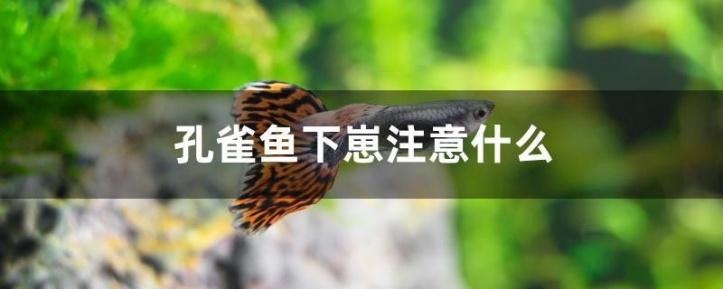 孔雀魚下崽注意什么