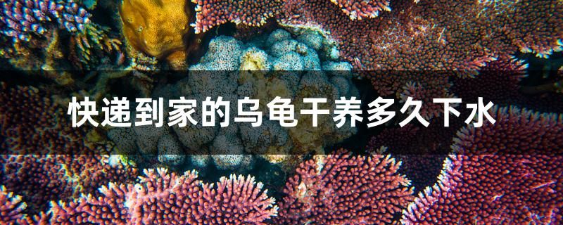 快遞到家的烏龜干養(yǎng)多久下水 南美異形觀賞魚