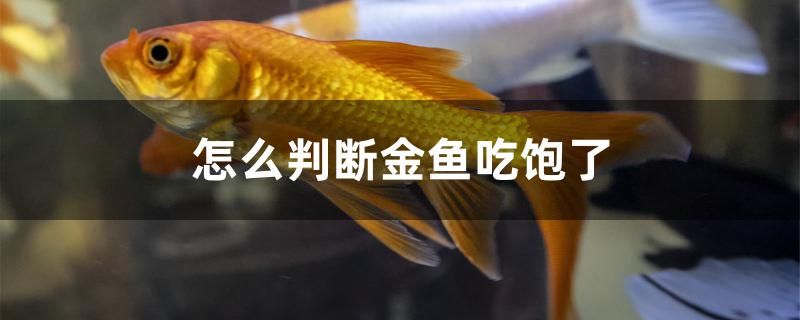 怎么判斷金魚吃飽了 狗仔（招財貓)魚苗