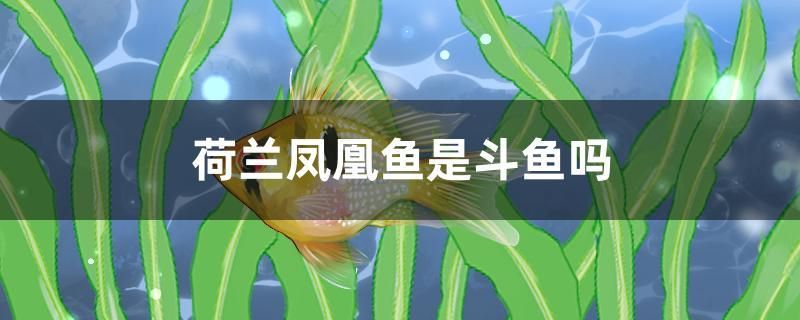 荷蘭鳳凰魚是斗魚嗎