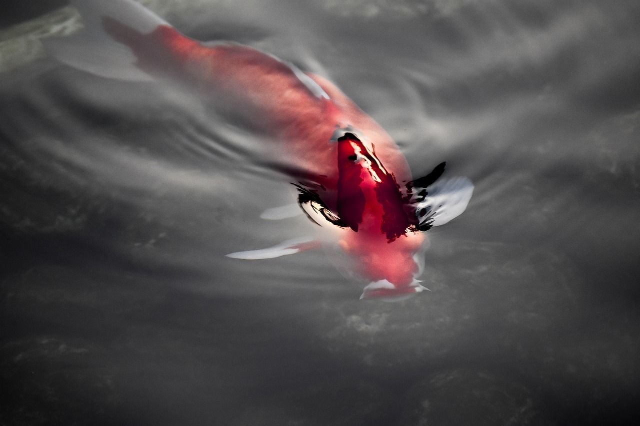 龍魚(yú)壁紙超清（龍魚(yú)壁紙超清動(dòng)態(tài)） 野生埃及神仙魚(yú) 第3張