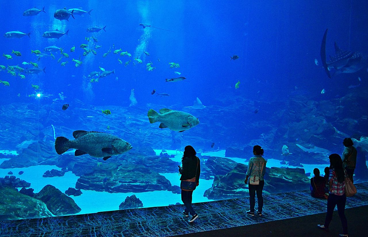 照一下背部還是好看的 水族維護服務(wù)（上門） 第3張