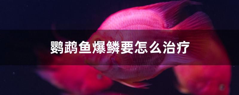 鸚鵡魚爆鱗要怎么治療 泰國斗魚