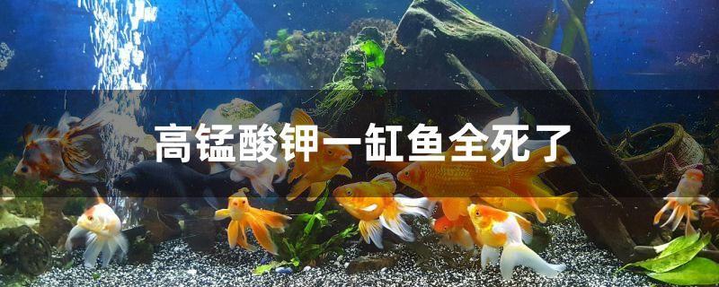 高錳酸鉀一缸魚全死了怎么回事