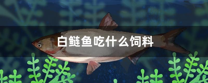 白鰱魚吃什么飼料