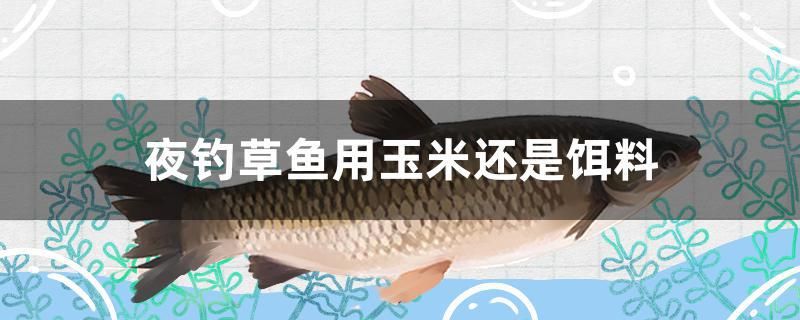 夜釣草魚用玉米還是餌料 雪龍魚