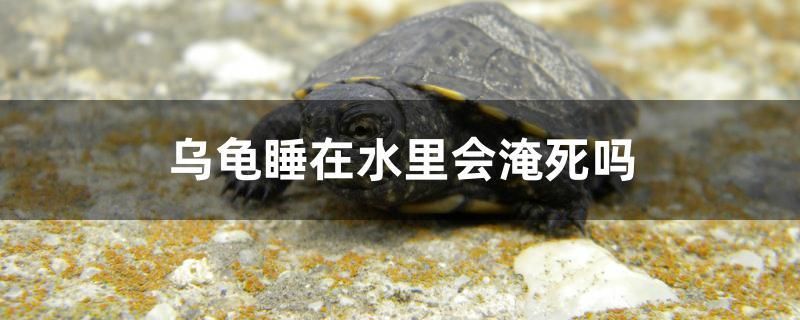 烏龜睡在水里會(huì)淹死嗎 福虎/異型虎魚/純色虎魚