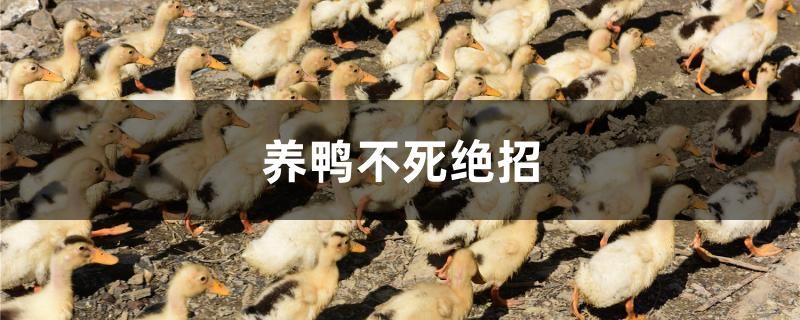 養(yǎng)鴨不死絕招是什么