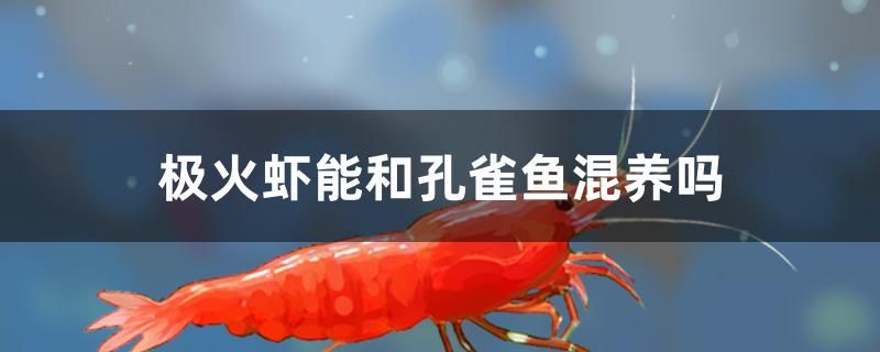 極火蝦能和孔雀魚混養(yǎng)嗎