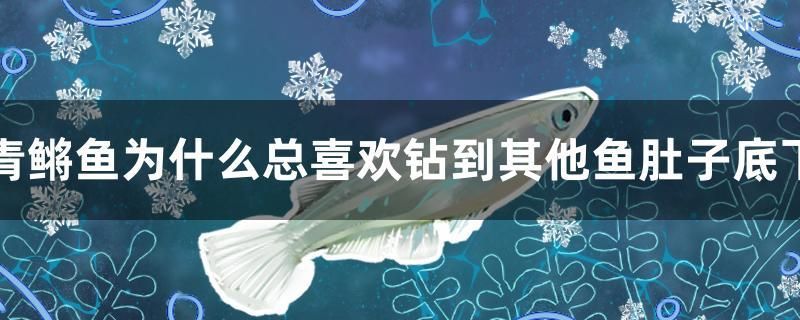 青鳉魚為什么總喜歡鉆到其他魚肚子底下 元寶鳳凰魚