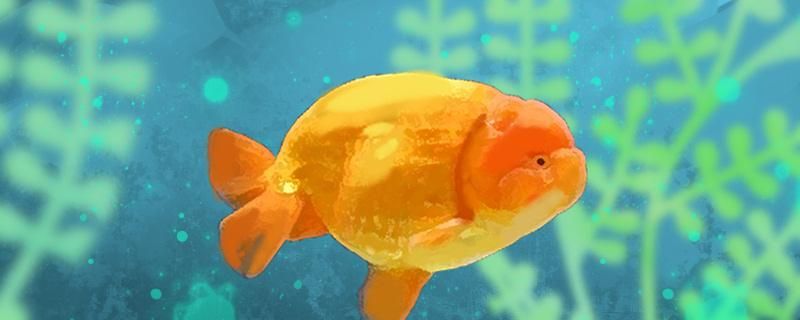 36度天氣能熱死蘭壽魚嗎多少度合適