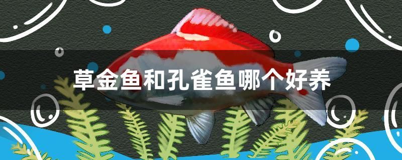 草金魚和孔雀魚哪個好養(yǎng) 女王大帆魚苗