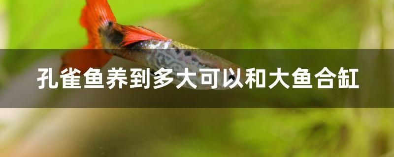 孔雀魚(yú)養(yǎng)到多大可以和大魚(yú)合缸 帝王迷宮魚(yú)