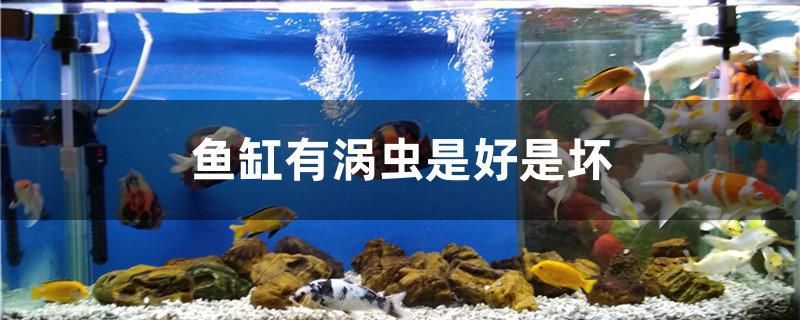 魚缸有渦蟲是好是壞 狗仔招財貓魚