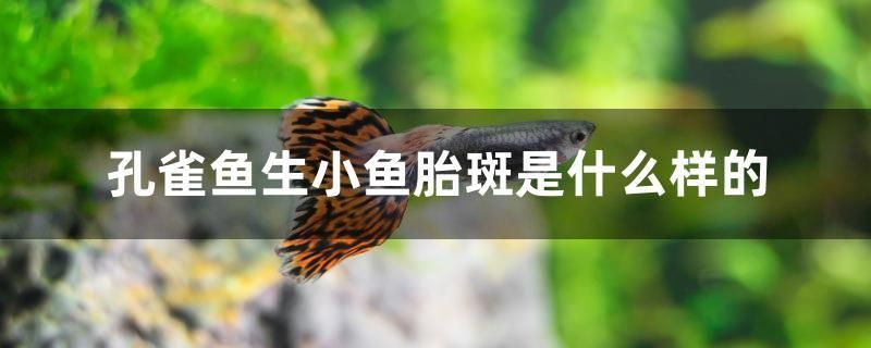 孔雀魚生小魚胎斑是什么樣的