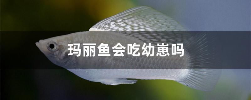 瑪麗魚(yú)會(huì)吃幼崽嗎 一眉道人魚(yú)苗