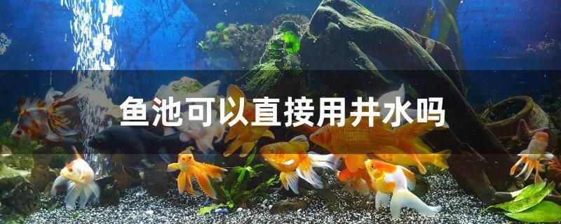 魚池可以直接用井水嗎 白子黑帝王魟魚