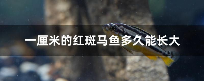 一厘米的紅斑馬魚多久能長(zhǎng)大 元寶鯽