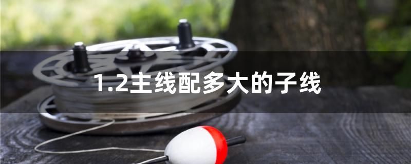 1.2主線配多大的子線 黑桃A魚苗