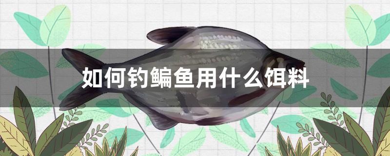 如何釣鳊魚用什么餌料