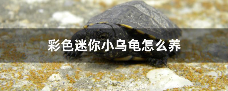 彩色迷你小烏龜怎么養(yǎng) 朱巴利魚