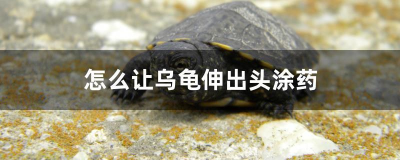 怎么讓烏龜伸出頭涂藥 祥龍傳奇品牌魚缸