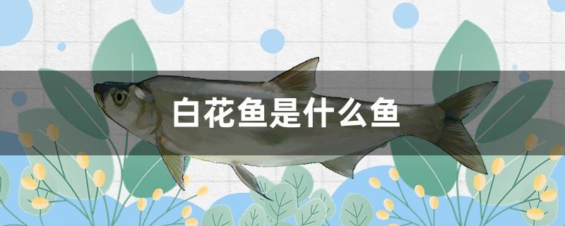 白花魚是什么魚 虎斑恐龍魚