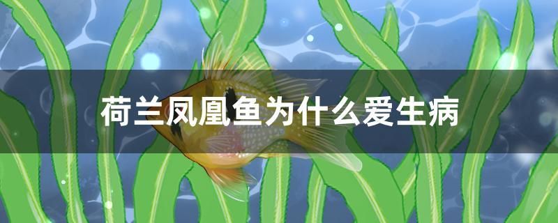 荷蘭鳳凰魚(yú)為什么愛(ài)生病 朱巴利魚(yú)苗