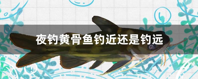 夜釣黃骨魚釣近還是釣遠(yuǎn) 過濾設(shè)備