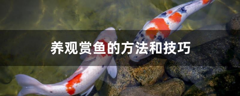 養(yǎng)觀賞魚的方法和技巧