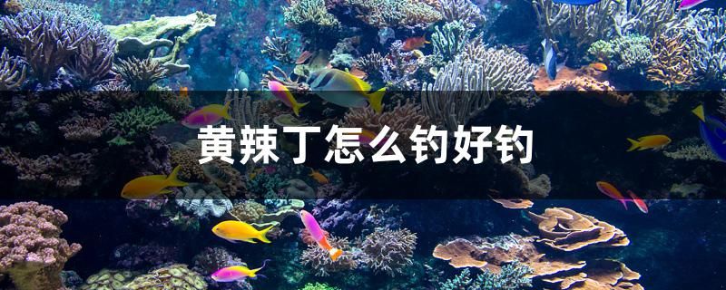 黃辣丁怎么釣好釣