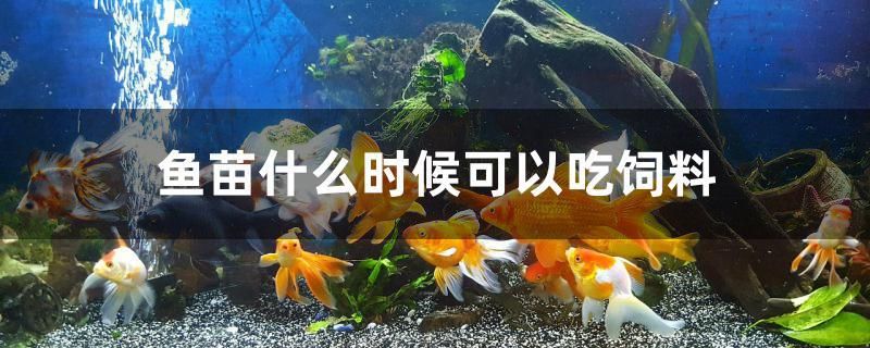 魚苗什么時候可以吃飼料 帝王迷宮魚