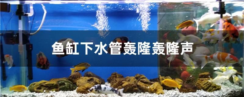 魚缸下水管轟隆轟隆聲怎么消除 七彩神仙魚