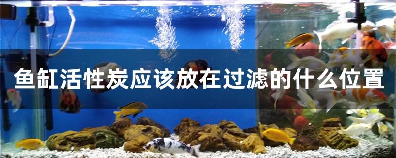 魚缸活性炭應該放在過濾的什么位置