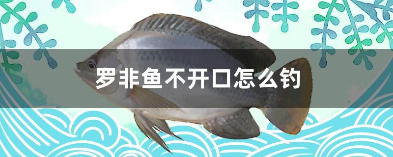 羅非魚不開口怎么釣