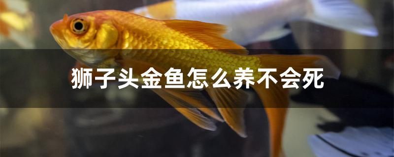 獅子頭金魚怎么養(yǎng)不會死