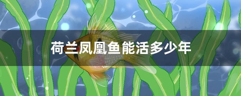 荷蘭鳳凰魚能活多少年 龍魚麻藥（祥龍Nika）