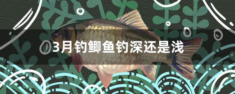 3月釣鯽魚釣深還是淺 蘇虎苗（蘇門答臘虎魚苗）