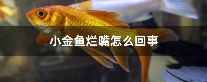 小金魚爛嘴怎么回事 祥龍金禾金龍魚