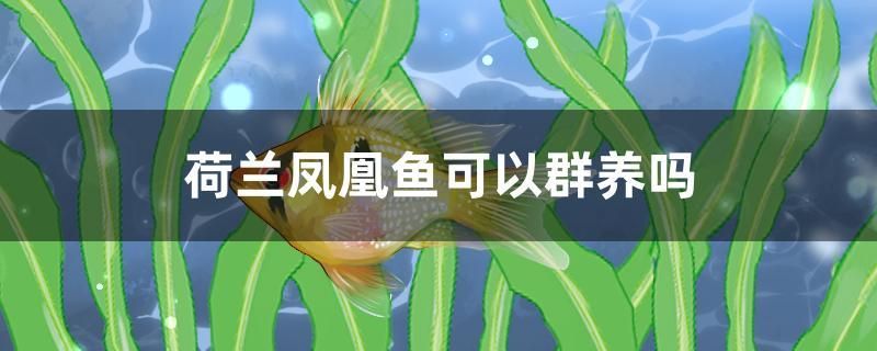 荷蘭鳳凰魚可以群養(yǎng)嗎 純血皇冠黑白魟魚