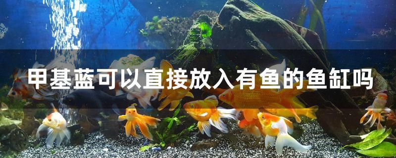 甲基藍(lán)可以直接放入有魚(yú)的魚(yú)缸嗎