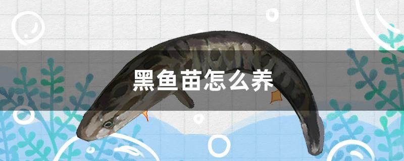 黑魚苗怎么養(yǎng)