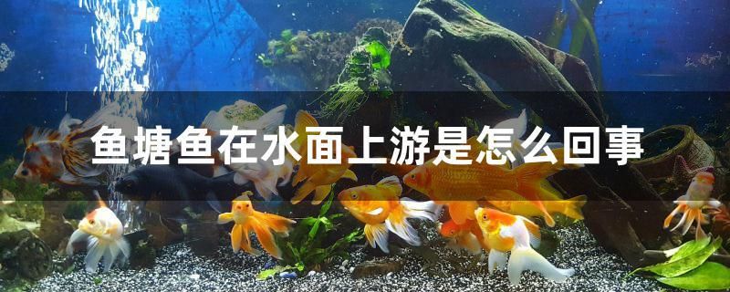 家庭小魚缸適合養(yǎng)什么魚（小魚缸適合飼養(yǎng)什么魚） 非洲金鼓魚 第2張