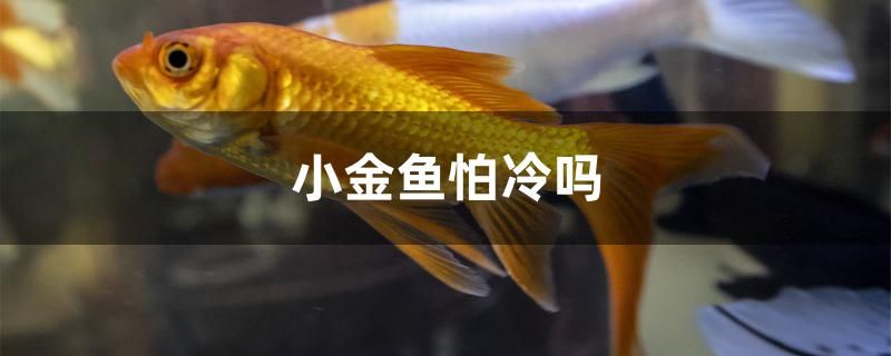 小金魚(yú)怕冷嗎