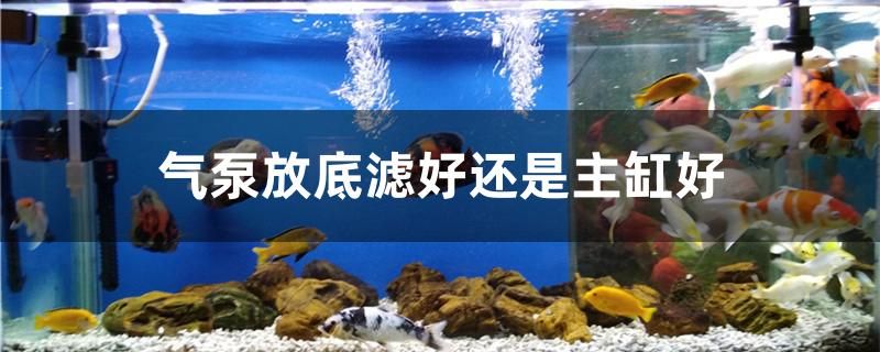 氣泵放底濾好還是主缸好 一眉道人魚苗